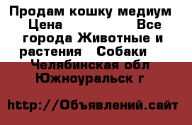 Продам кошку медиум › Цена ­ 6 000 000 - Все города Животные и растения » Собаки   . Челябинская обл.,Южноуральск г.